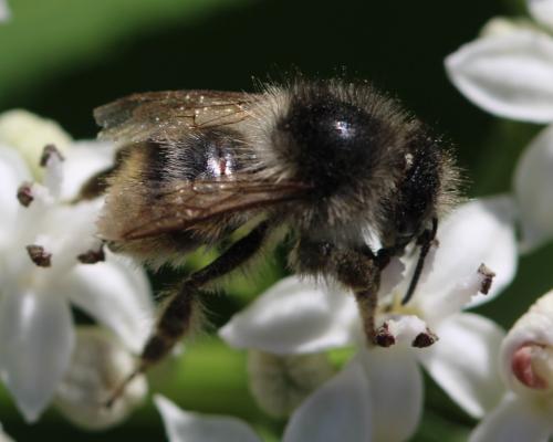 Réf. 305 991 : Bombus sylvarum